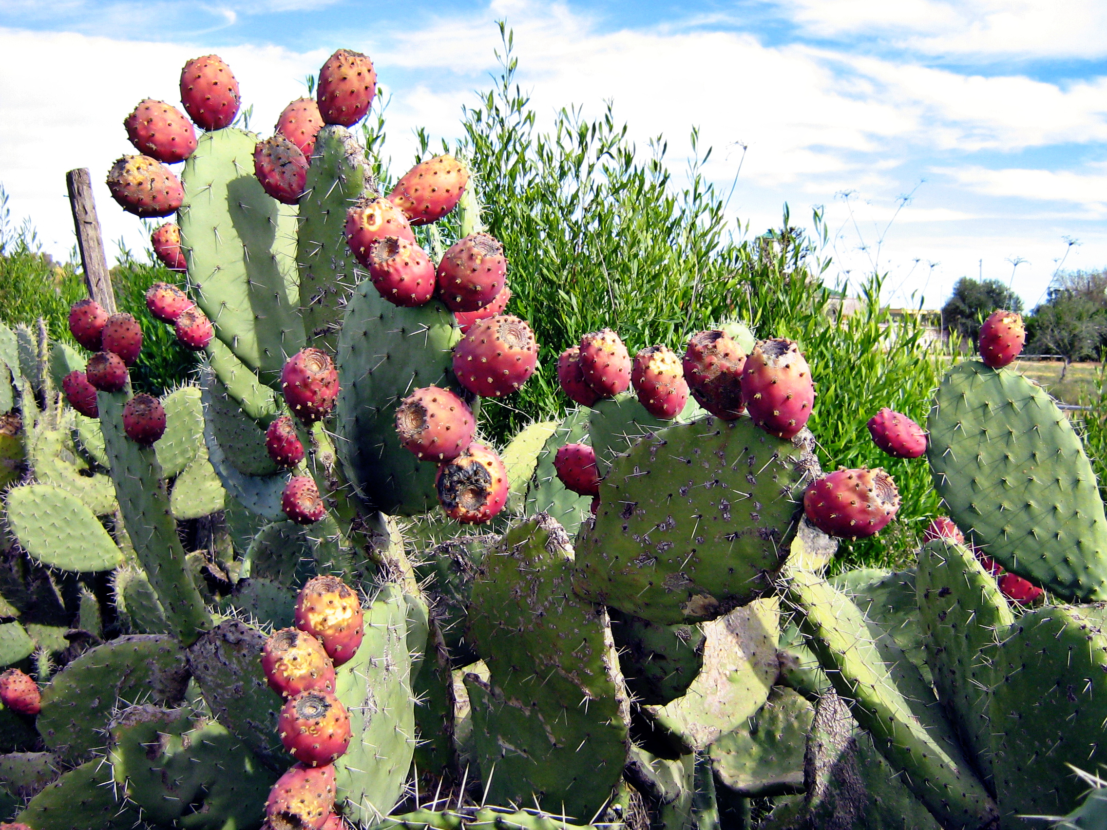Opuntia Fikonkaktus