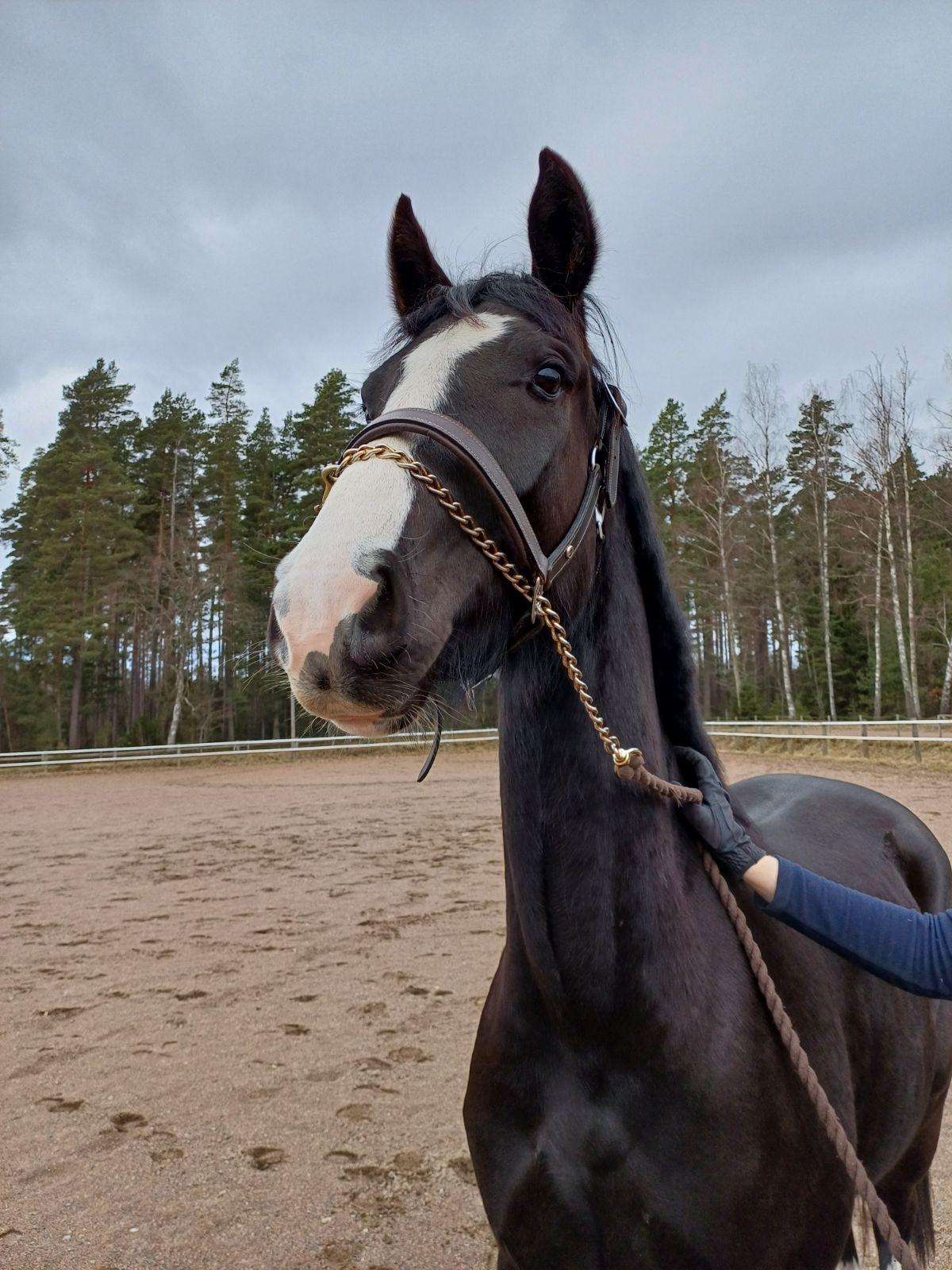 Bild på Mahoney