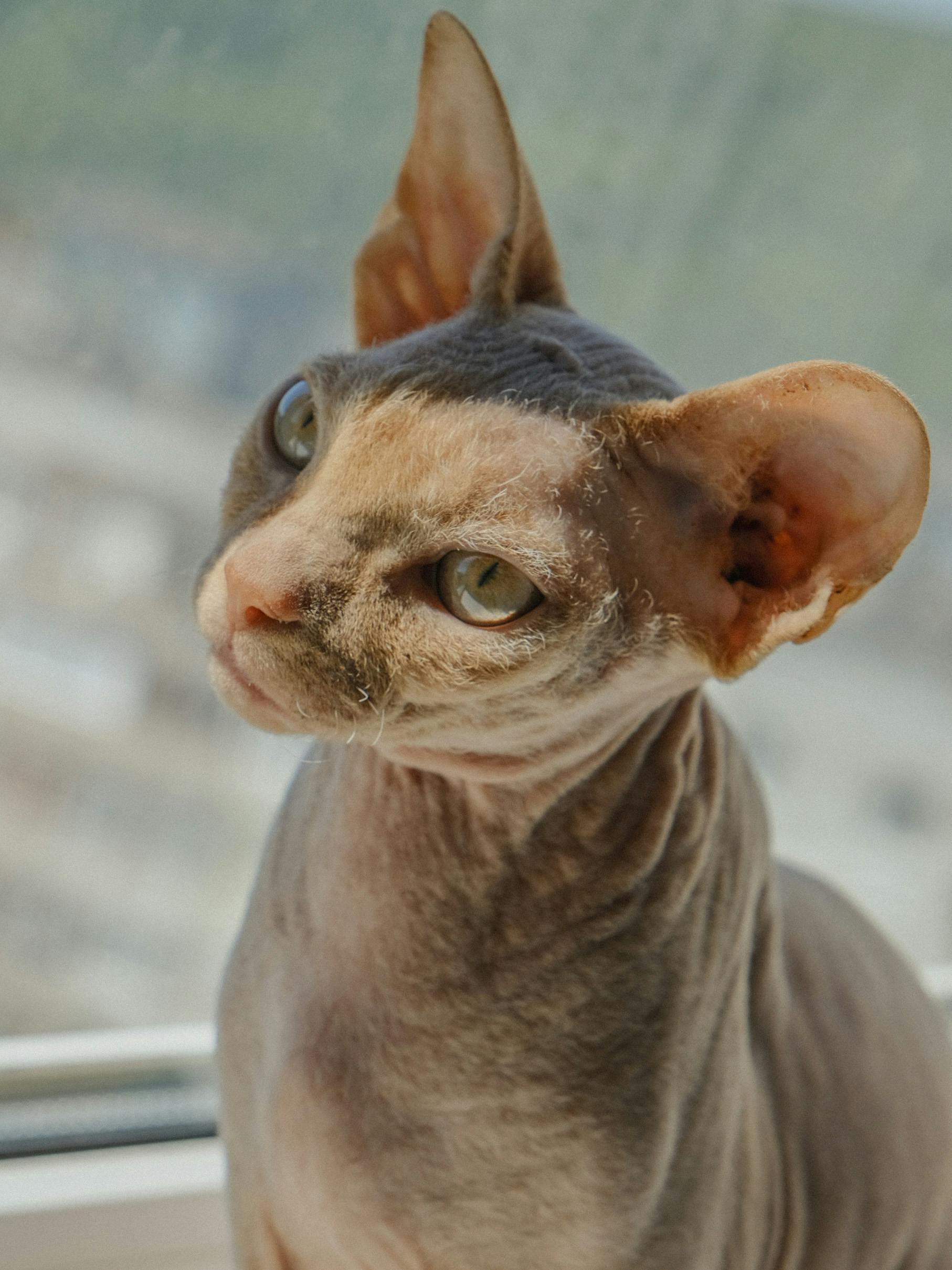 Nakenkatt